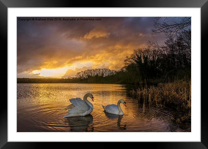  Swans at Sunrise Framed Mounted Print by Graham Kidd