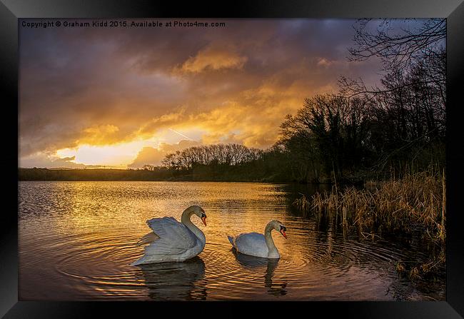  Swans at Sunrise Framed Print by Graham Kidd