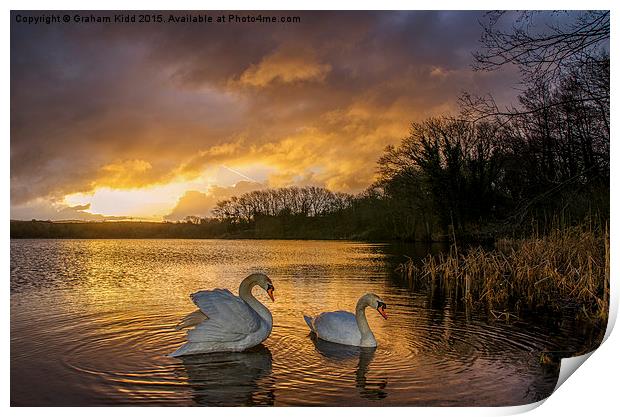  Swans at Sunrise Print by Graham Kidd