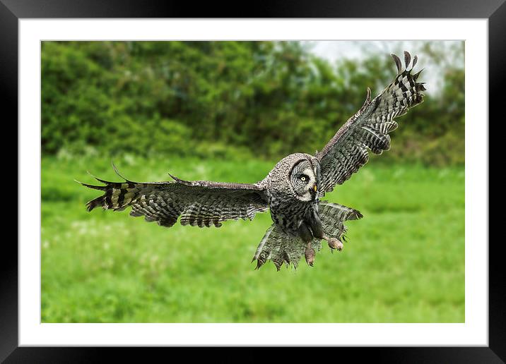  Great grey owl in flight. Framed Mounted Print by Ian Duffield
