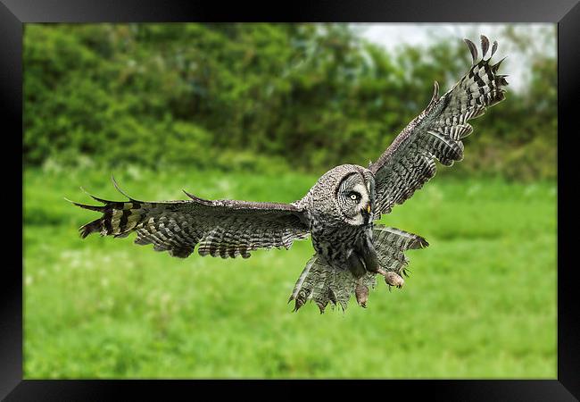  Great grey owl in flight. Framed Print by Ian Duffield