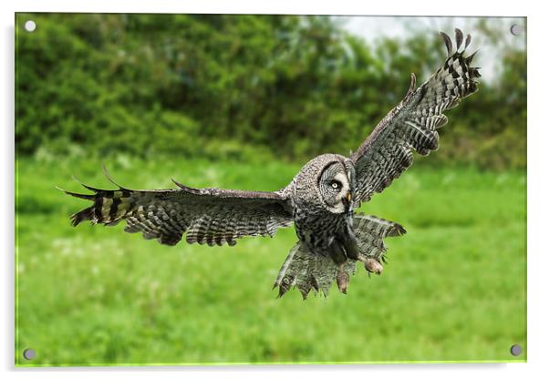  Great grey owl in flight. Acrylic by Ian Duffield