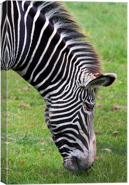 Grevy's Zebra grazing.  Canvas Print by Ian Duffield