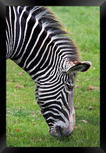 Grevy's Zebra grazing.  Framed Print by Ian Duffield