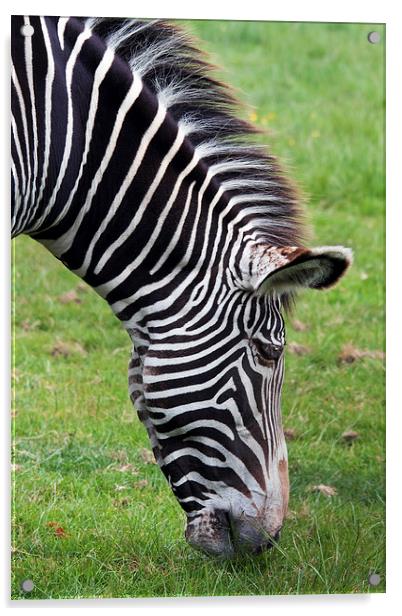 Grevy's Zebra grazing.  Acrylic by Ian Duffield