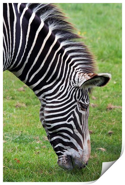 Grevy's Zebra grazing.  Print by Ian Duffield