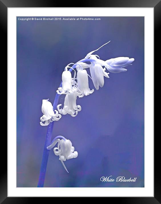  White Bluebell Framed Mounted Print by David Birchall