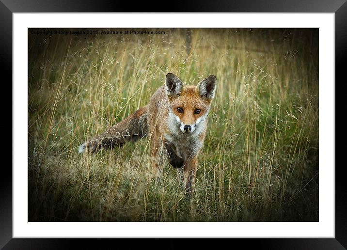  curious fox Framed Mounted Print by tony rawson