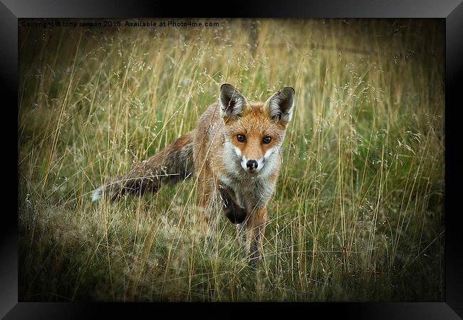  curious fox Framed Print by tony rawson