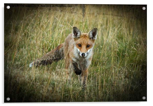  curious fox Acrylic by tony rawson