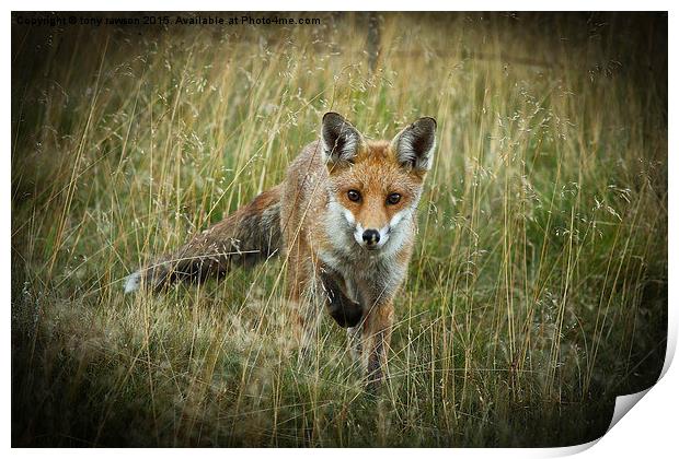  curious fox Print by tony rawson