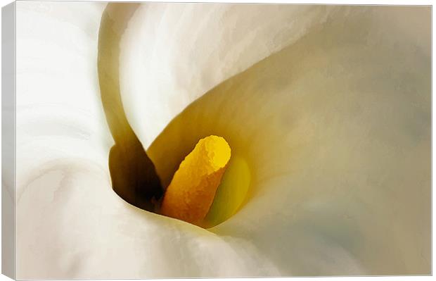 Calla Lily - Artbrush Canvas Print by Chuck Underwood