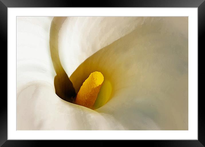Calla Lily - Artbrush Framed Mounted Print by Chuck Underwood