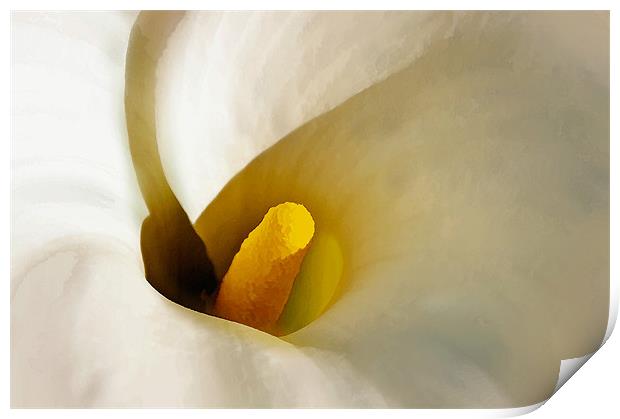 Calla Lily - Artbrush Print by Chuck Underwood
