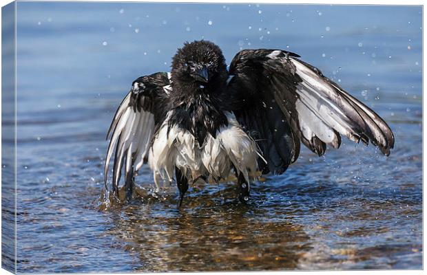  Bedraggled magpie having a bath. Canvas Print by Ian Duffield