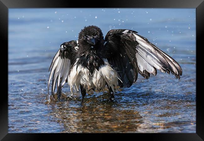  Bedraggled magpie having a bath. Framed Print by Ian Duffield
