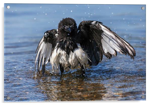  Bedraggled magpie having a bath. Acrylic by Ian Duffield