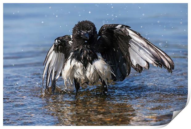  Bedraggled magpie having a bath. Print by Ian Duffield