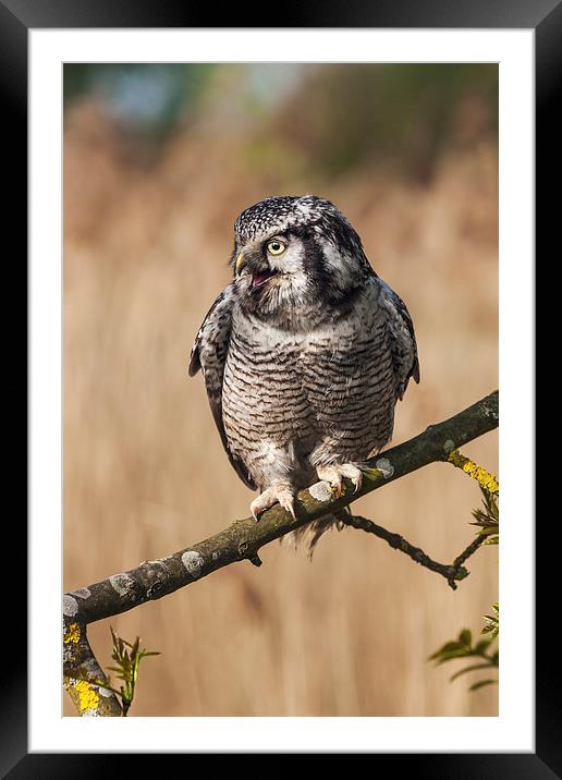  Northern Hawk Owl calling. Framed Mounted Print by Ian Duffield