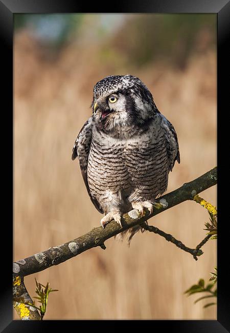  Northern Hawk Owl calling. Framed Print by Ian Duffield