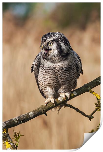  Northern Hawk Owl calling. Print by Ian Duffield