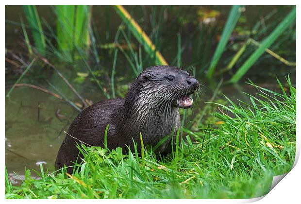  Otter emerging from the water Print by Ian Duffield
