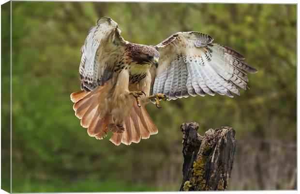  Red-tailed Hawk landing. Canvas Print by Ian Duffield