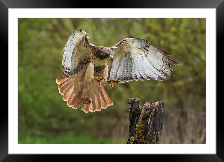  Red-tailed Hawk landing. Framed Mounted Print by Ian Duffield