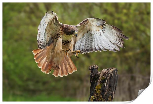  Red-tailed Hawk landing. Print by Ian Duffield