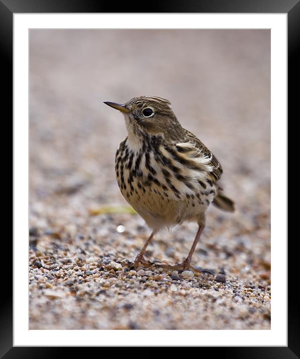 Meadow pipit Framed Mounted Print by Gabor Pozsgai