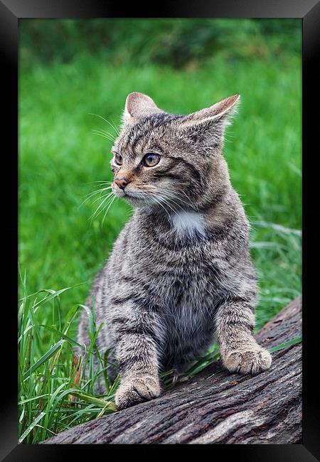  Scottish Wildcat kitten strikes a pose. Framed Print by Ian Duffield