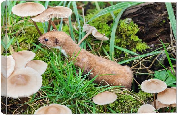 Weasel amongst the toadstools.  Canvas Print by Ian Duffield