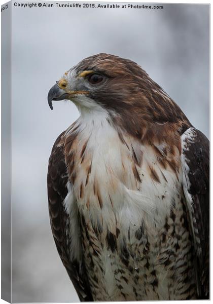  Red-tailed hawk Canvas Print by Alan Tunnicliffe