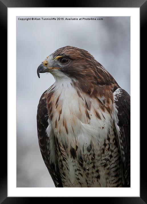  Red-tailed hawk Framed Mounted Print by Alan Tunnicliffe