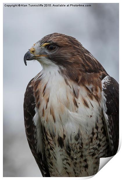  Red-tailed hawk Print by Alan Tunnicliffe