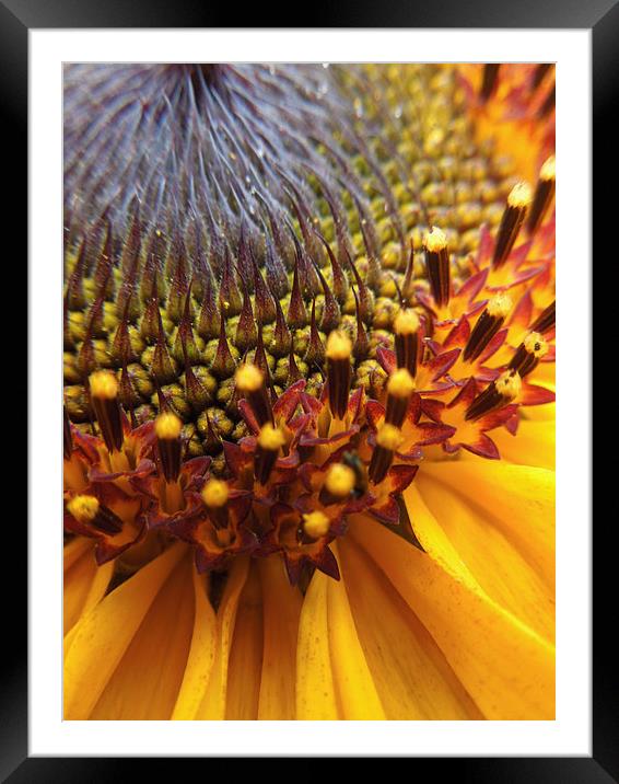  sunflower palette Framed Mounted Print by Heather Newton