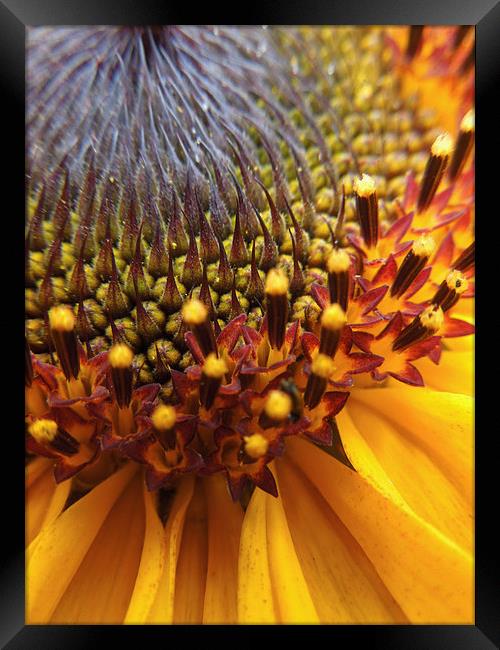  sunflower palette Framed Print by Heather Newton