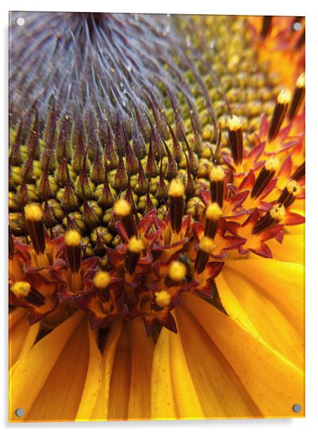  sunflower palette Acrylic by Heather Newton