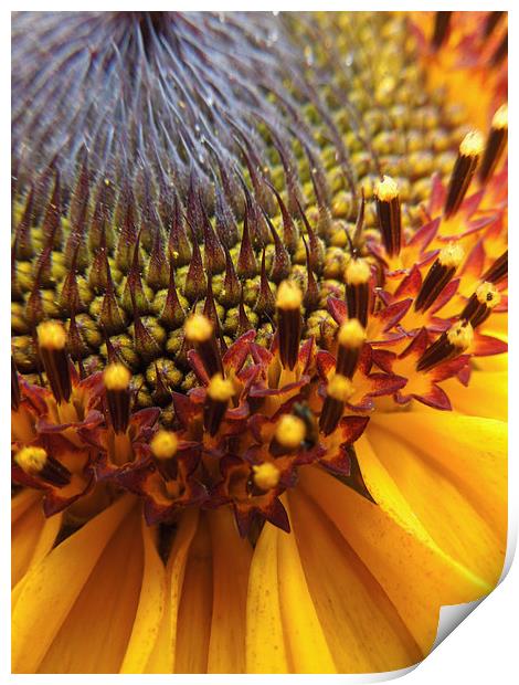  sunflower palette Print by Heather Newton