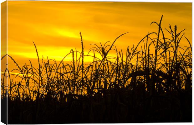 Maize in the sunset Canvas Print by Gabor Pozsgai