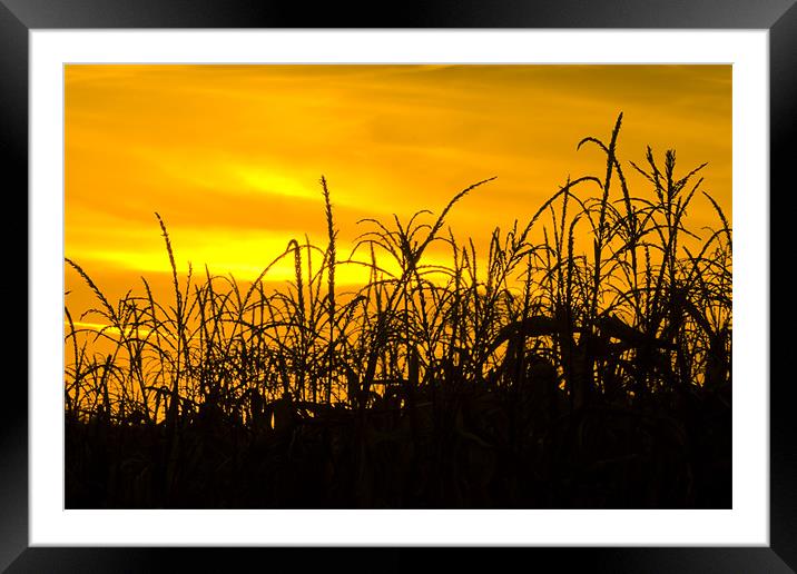 Maize in the sunset Framed Mounted Print by Gabor Pozsgai