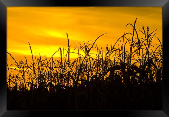 Maize in the sunset Framed Print by Gabor Pozsgai