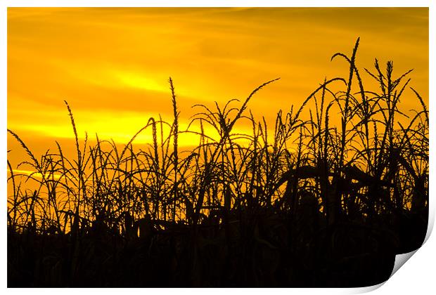 Maize in the sunset Print by Gabor Pozsgai