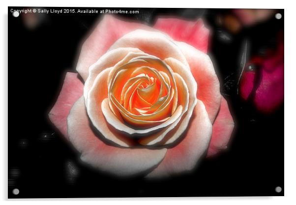 Sunday Rose  Acrylic by Sally Lloyd
