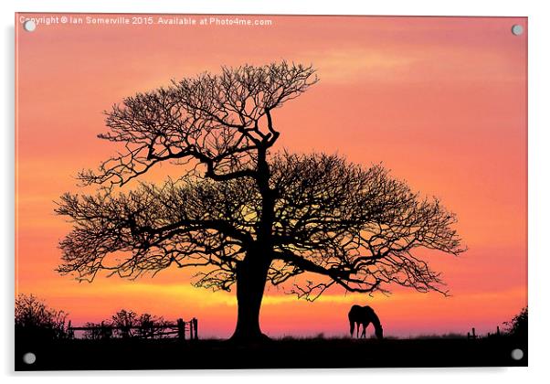  silhouette at sunset Acrylic by Ian Somerville