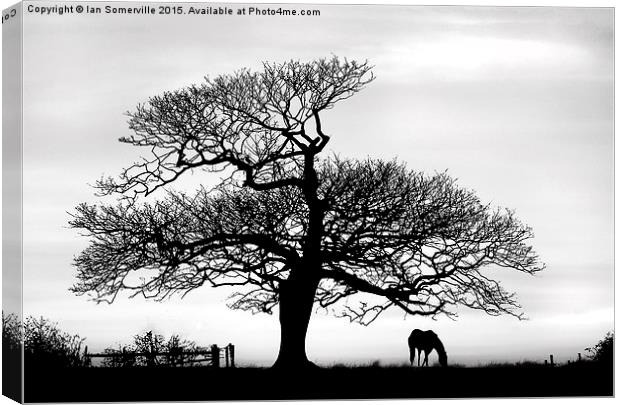  silhouette of tree and horse  Canvas Print by Ian Somerville