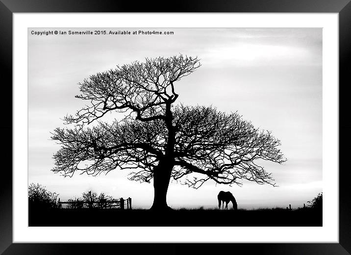  silhouette of tree and horse  Framed Mounted Print by Ian Somerville