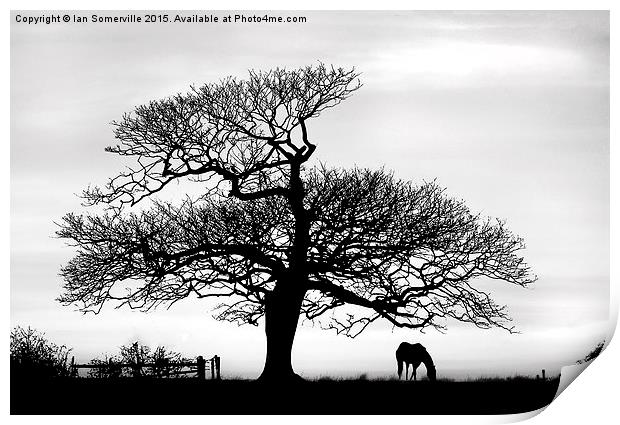  silhouette of tree and horse  Print by Ian Somerville