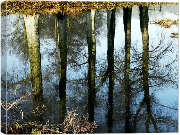  Trees reflected in the River Wensum Norfolk Canvas Print by john hartley