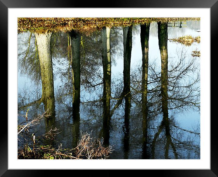  Trees reflected in the River Wensum Norfolk Framed Mounted Print by john hartley